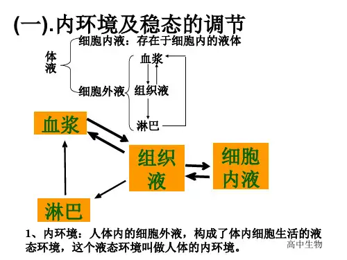 高中生物内环境及稳态的调节