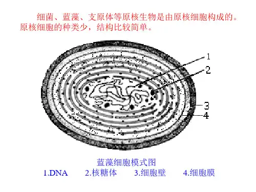 细胞模式图