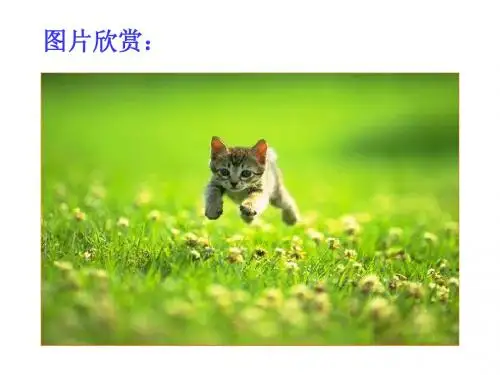 26郑振铎《猫》