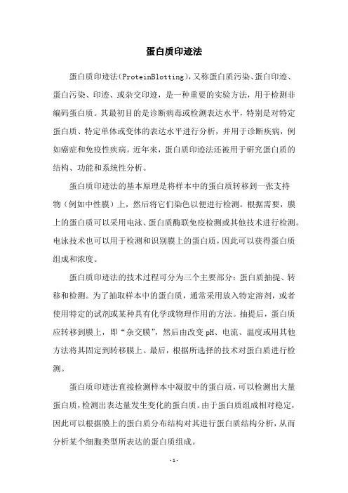 蛋白质印迹法