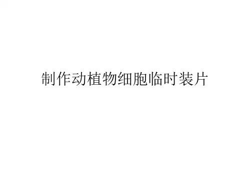 制作动植物细胞临时装片