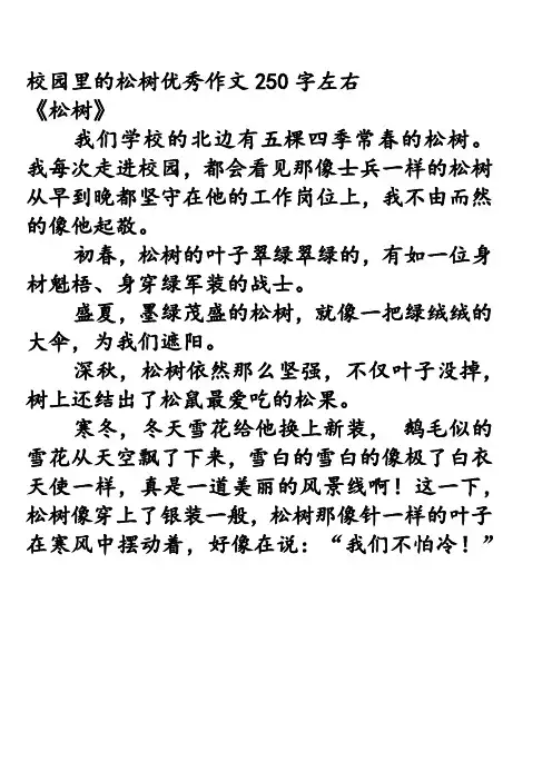 校园里的松树优秀作文250字左右