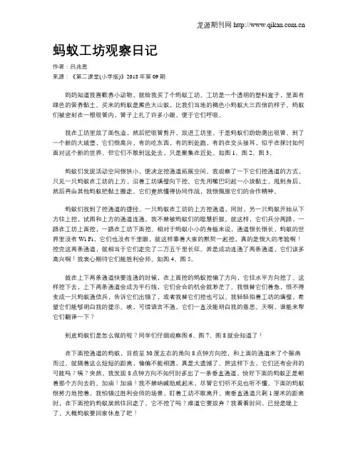 蚂蚁工坊观察日记