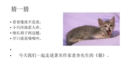 《猫》优秀课件PPT