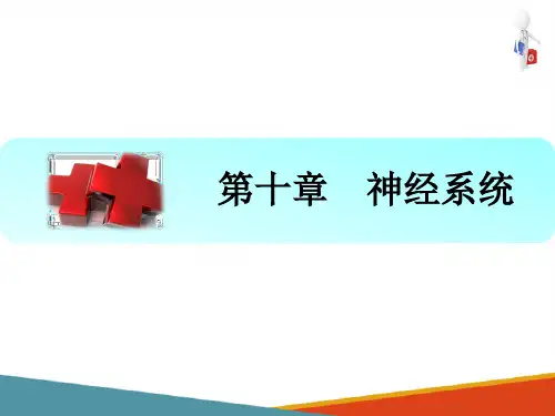 神经系统的功能 神经系统对躯体运动的调节 生理学课件