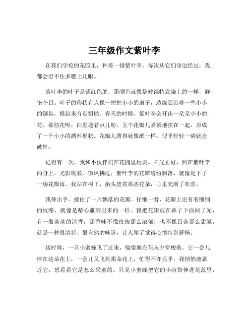 三年级作文紫叶李