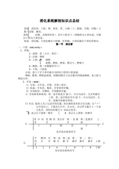消化系统解剖知识点总结