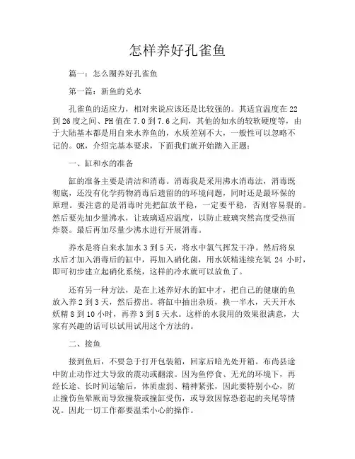 怎样养好孔雀鱼