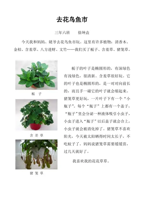 去花鸟鱼市游玩