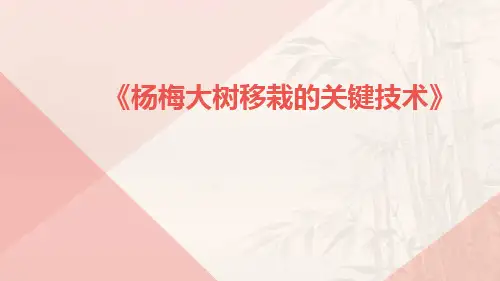 杨梅大树移栽的关键技术