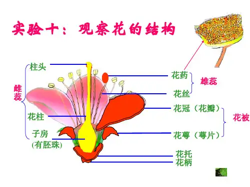 实验十：观察花的结构