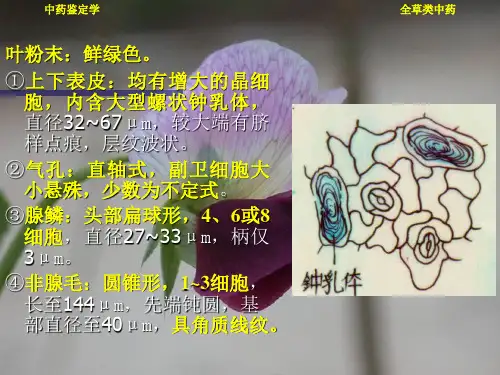 全草类中药