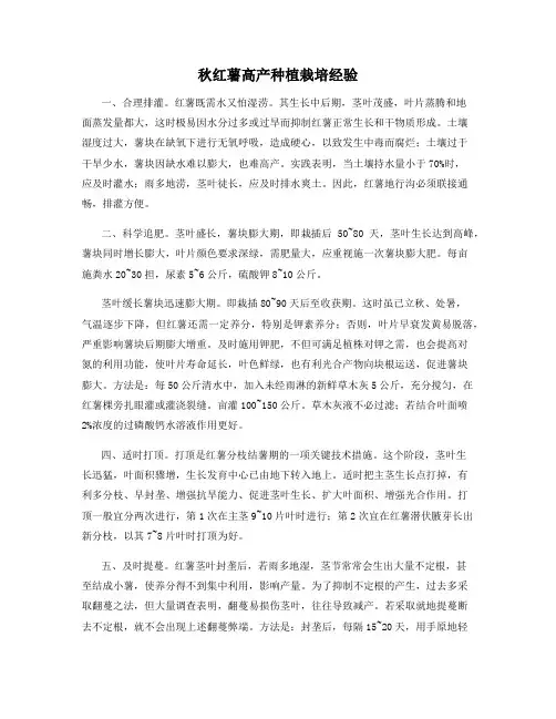 秋红薯高产种植栽培经验