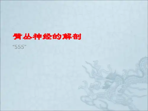 臂丛神经解剖ppt课件