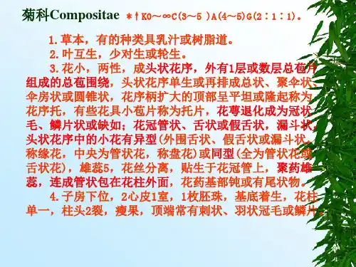 菊科Compositae ↑K0～∞C3～5 A4～5G2∶1∶1。
