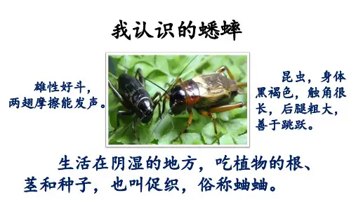 《蟋蟀的住宅》ppt课件