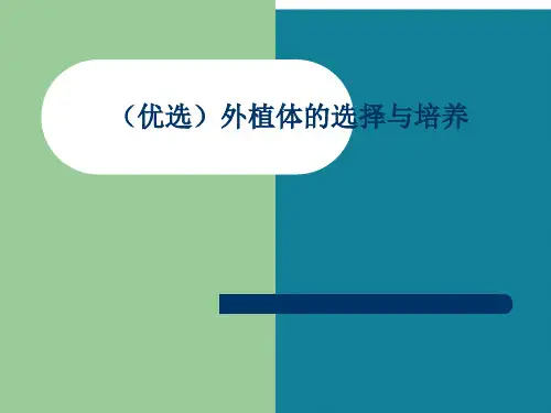 (优选)外植体的选择与培养