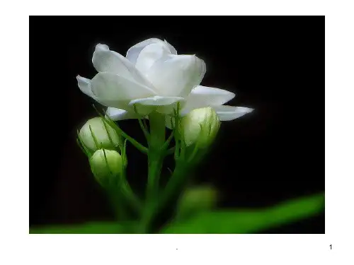 爱如茉莉一PPT课件