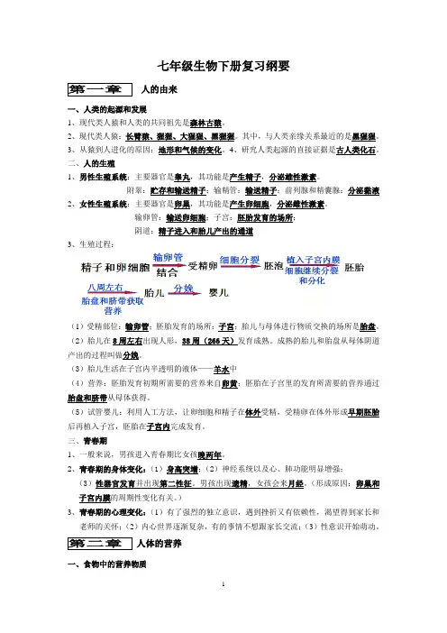 七年级生物下册期复习纲要