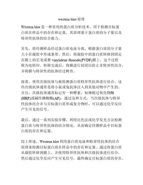 western blot原理