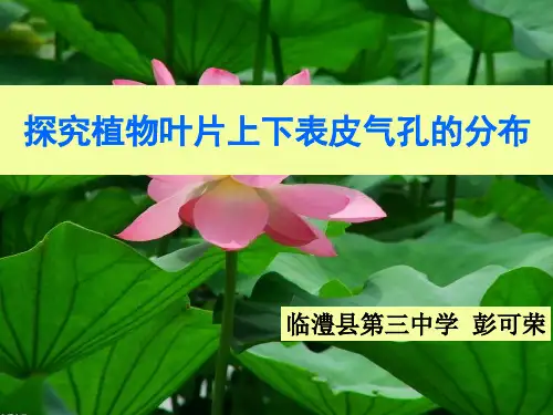 七年级上册生物探究植物叶片上下表皮气孔的分布