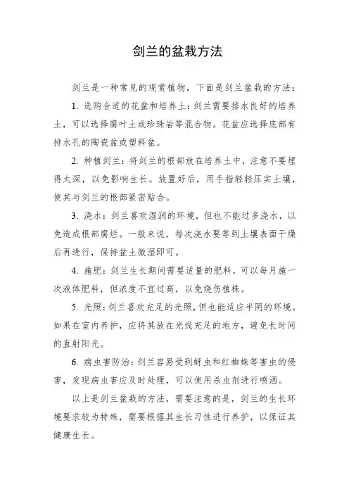 剑兰的盆栽方法
