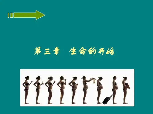 生命的开始胎儿期