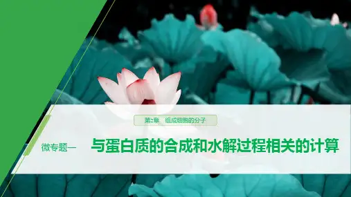 第2章 微专题一 与蛋白质的合成和水解过程相关的计算