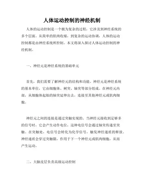 人体运动控制的神经机制