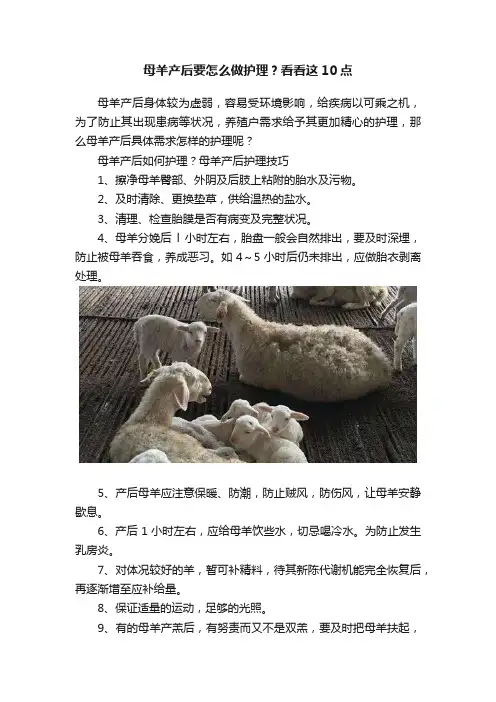 母羊产后要怎么做护理？看看这10点