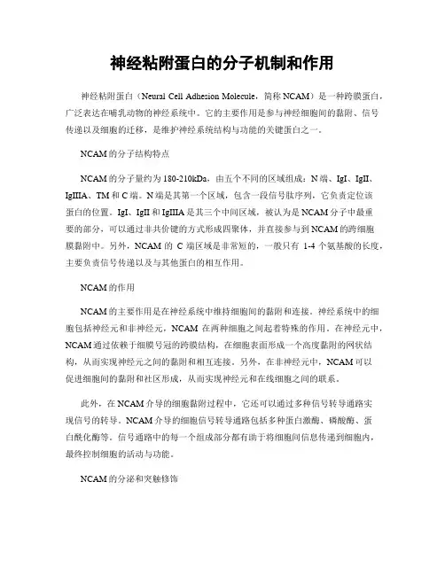 神经粘附蛋白的分子机制和作用