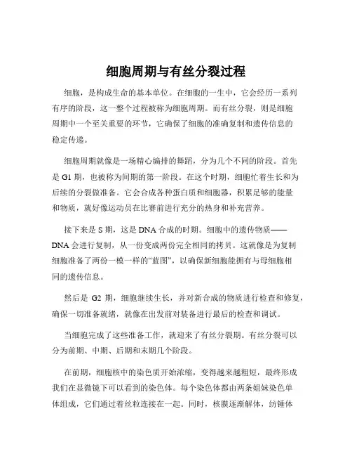 细胞周期与有丝分裂过程