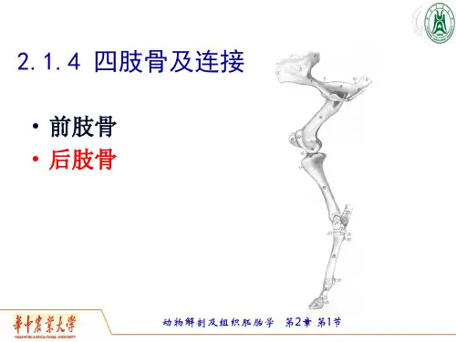 《畜禽解剖学》教学课件：5后肢骨
