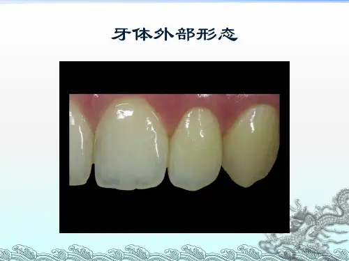 牙体形态ppt