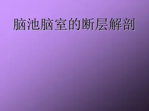 脑室脑池的断层解剖..
