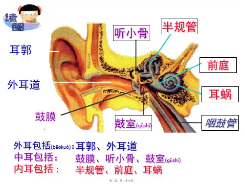 医学专题耳与听觉ppt分解7935