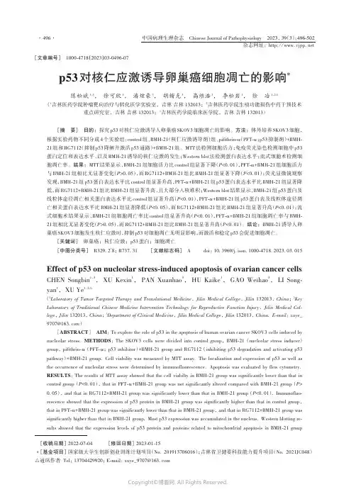 p53对核仁应激诱导卵巢癌细胞凋亡的影响