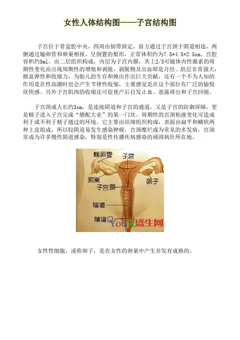女性人体结构图——子宫结构图