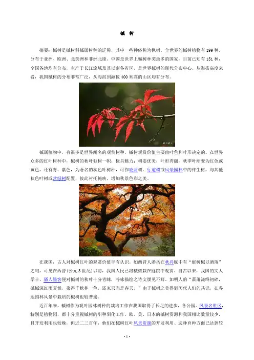 槭树