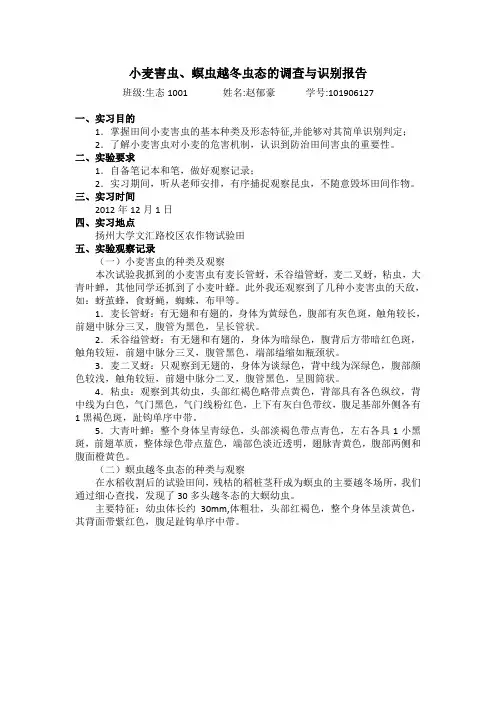 小麦害虫的调查与识别报告