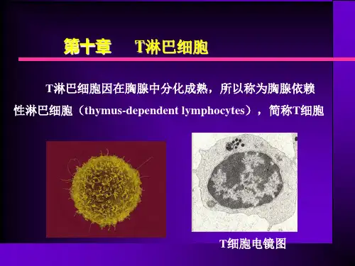 T细胞