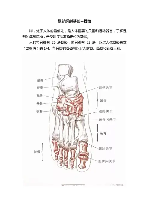 足部解剖基础--骨骼