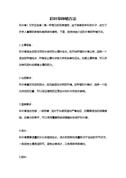彩叶草种植方法