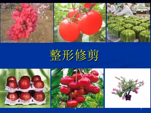 《整形修剪》PPT课件