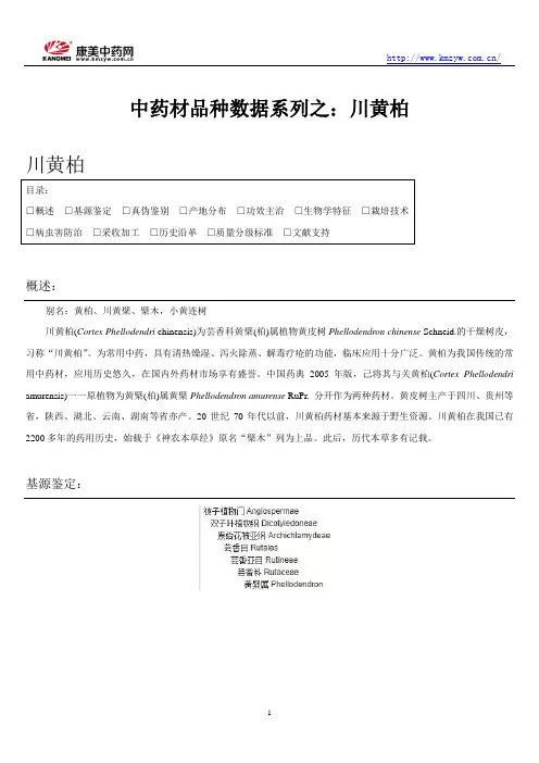 中药材品种数据系列之：川黄柏