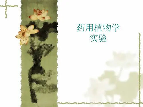 药用植物学实验课件