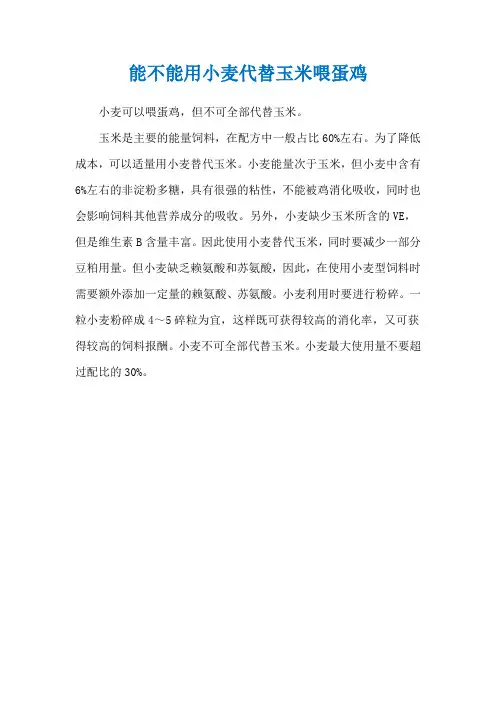 能不能用小麦代替玉米喂蛋鸡