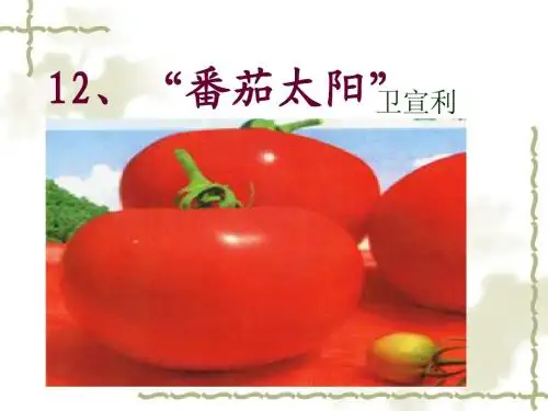 番茄太阳ppt