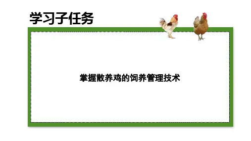 肉鸡生产技术—优质肉鸡饲养管理(禽生产课件)
