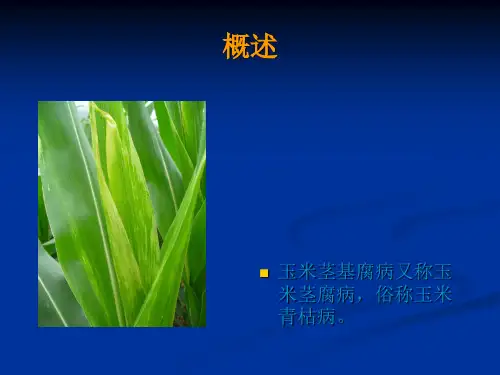 玉米茎基腐病